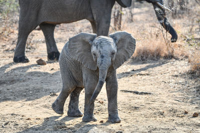 View of elephant on land