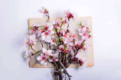 Close-up of pink flowers on table