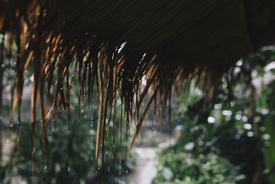 Close-up of plants on land