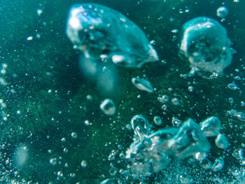 Close-up of jellyfish swimming in sea