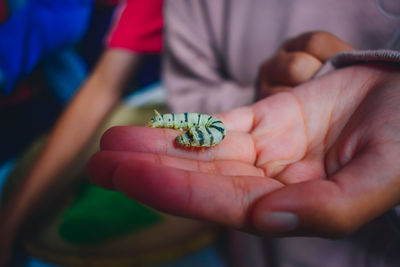 Close-up of hand holding leaf