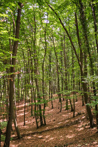 Trees in forest