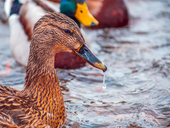 Mallard female on the water is looking a camera. duck portrait