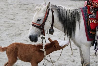 Horses on a land