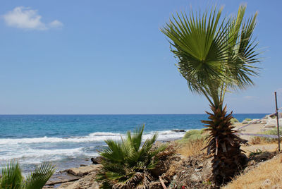 Palm tree by sea against sky