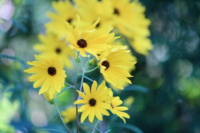 Close-up of insect on yellow flower