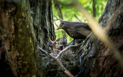 Squirrel on tree trunk in forest