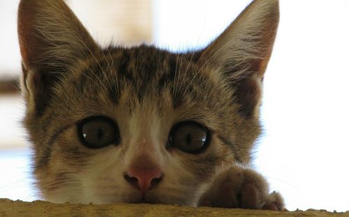 Close-up portrait of cat