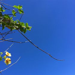 Low angle view of tree against clear blue sky