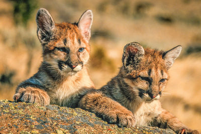 Lion cubs relaxing at zoo