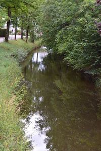 River amidst trees in forest