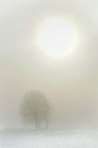 Scenic view of sunrise over trees