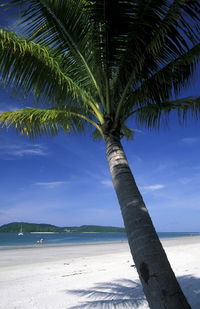 Coconut palm tree at beach against sky