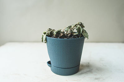 Close-up of potted plant on table