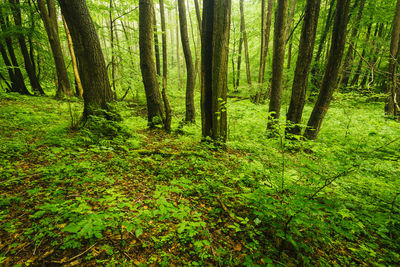 Trees in forest