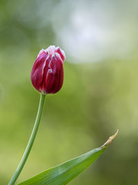 Close-up of pink flower bud