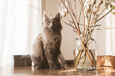 Gray cat helps decorate the house for easter. kitten next to bouquet of willow 