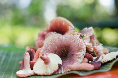 Close-up of mushrooms growing on plant