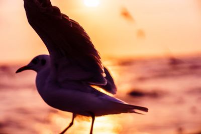 Close-up of seagull on land against sky during sunset