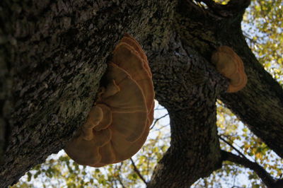 Low angle view of butterfly on tree trunk