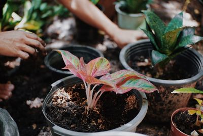 Close-up of hand holding leaves on potted plant at field