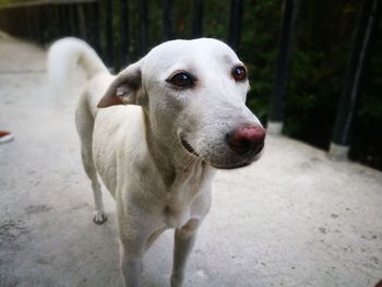 Close-up portrait of dog standing outdoors