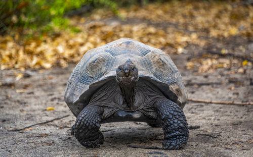 Close-up of a turtle on road