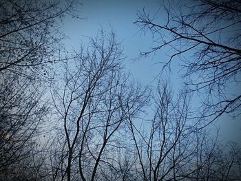 bare tree