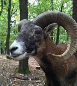 Close-up of mouflon