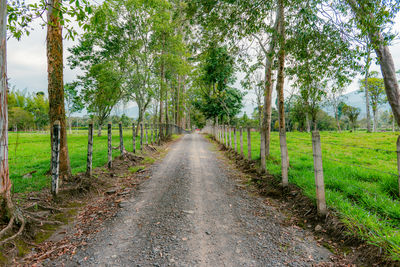 Footpath amidst trees