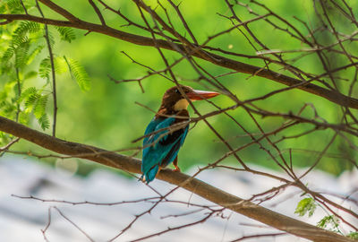 Bird perching on branch