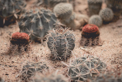 Close-up of cactus growing on field
