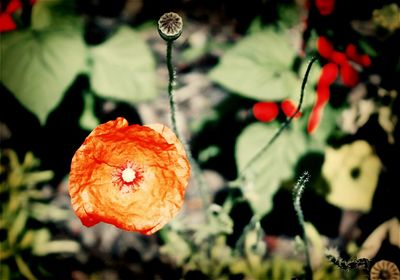 Close-up of water drops on flower