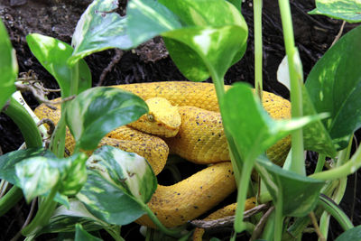 Close-up of fruits growing on plant