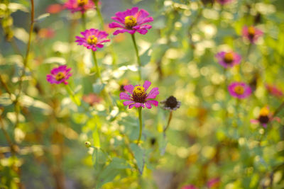 Close-up of pink flowering plants