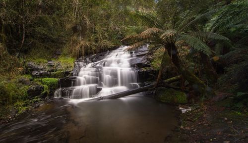 Waterfall in forest