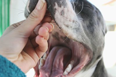 Close-up of hand holding dog