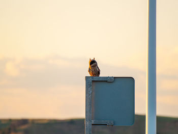 View of a bird on a pole