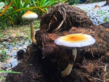 Close-up of mushroom growing on field