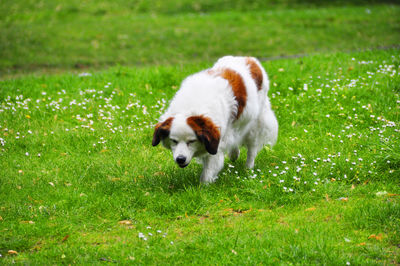 Dog running on grassy field