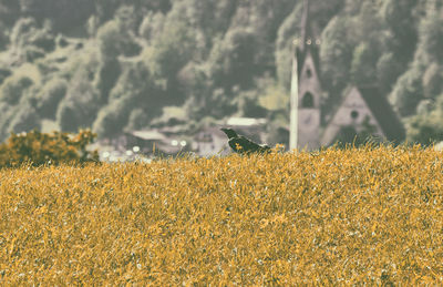 View of bird perching on a field