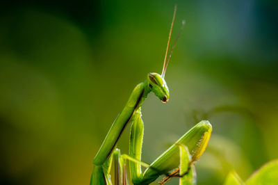 Praying mantis close up macro photo. blurry background with praying mantis in front
