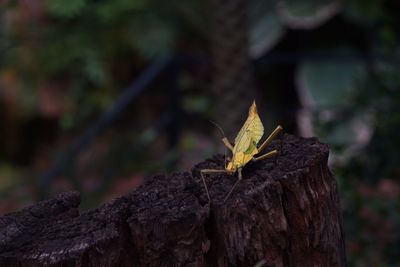 Close-up of leaf on tree trunk