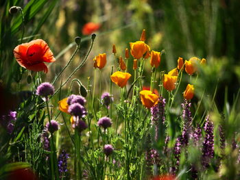 Close-up of purple flowering plants on field