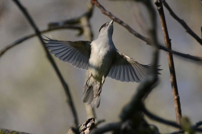 Low angle view of bird flying against branches