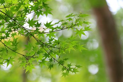 Close-up of leaves on twig