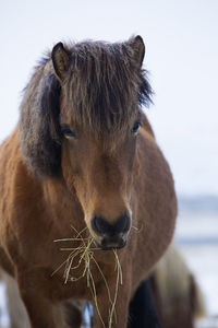 Brown icelandic horse eats grass in spring