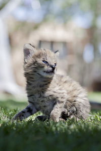 Close-up of young serval on field