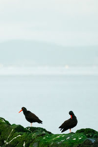 Birds perching on a sea