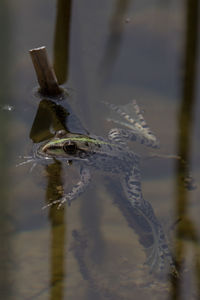 Close-up of turtle swimming in lake